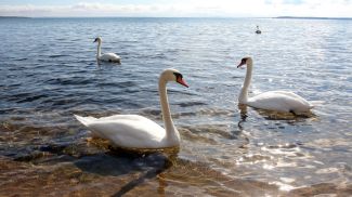 22 September 2011. Swans on Lake Naroch