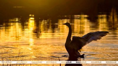8 October 2025. A swan. Photo by Yan Gorbanyuk