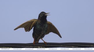 8 March 2026. A starling. Photo by Leonid Shcheglov
