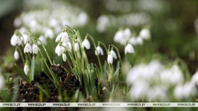 Snowdrops in Grodno. Photo by Leonid Shcheglov