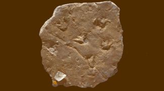 Photo: Sci.News / iStock