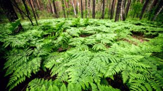 Photo: Earth.com / iStock