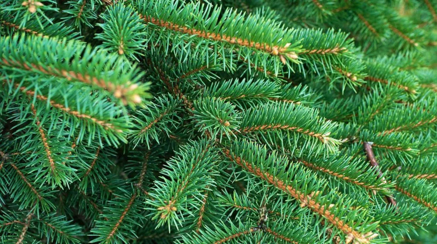 Photo: Kulikova Anna / iStock