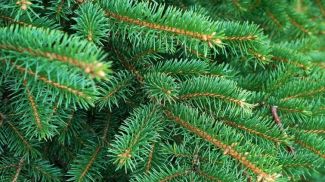 Photo: Kulikova Anna / iStock