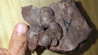 Photo: Live Science / iStock