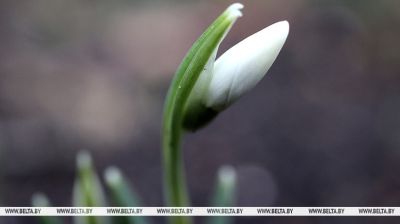 First snowdrops in Grodno 