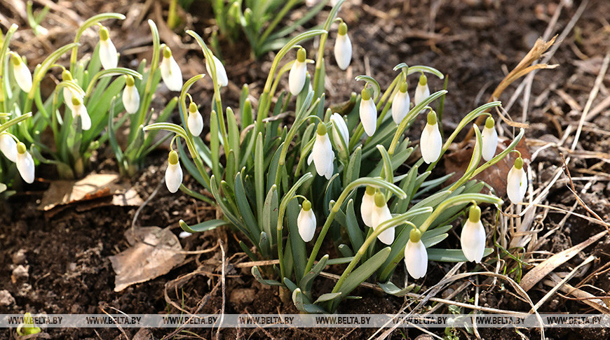 First snowdrops burst into bloom in Vitebsk