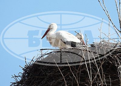Storks return to Belarus