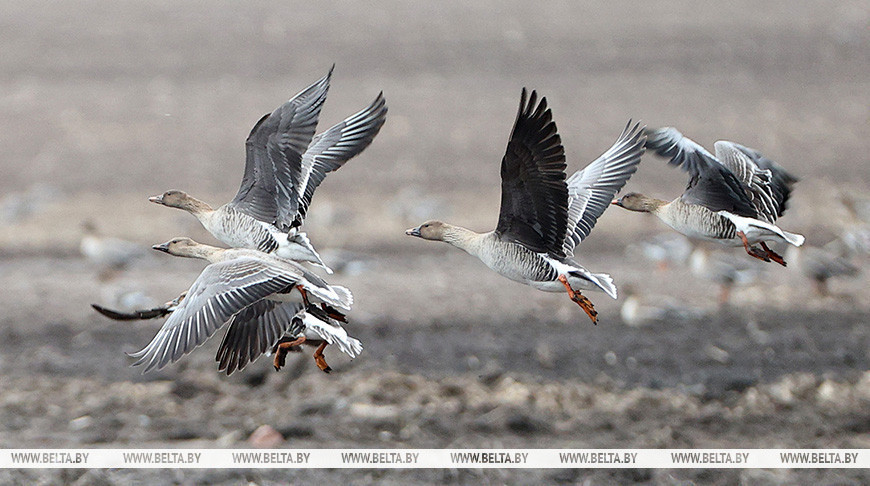 Flock of bean geese