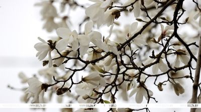 Magnolia blooms in Vitebsk 