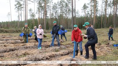 Belarusian MPs join nationwide tree planting campaign