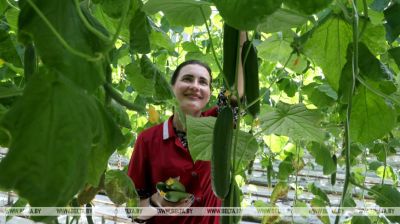 Greenhouse farm in Mogilev District
