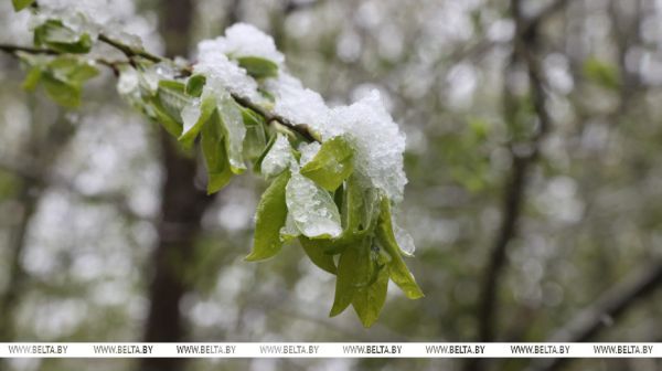 Spring in Belarus gets sidelined as winter fights back