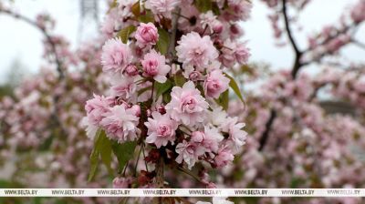  Sakura blossoms in Zhlobin
 