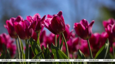  Tulip time in Minsk