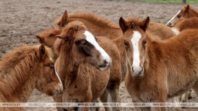 Pedigree horse breeding in Polesie reserve  
   
 