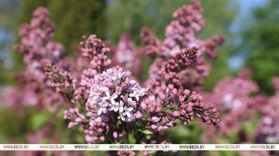 Lilac time in Belarus