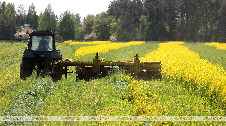 Grass harvesting in Belarus