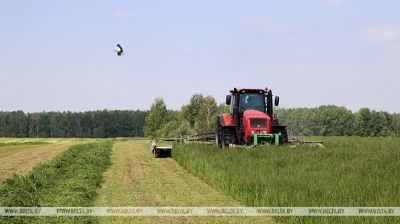 Forage production in Belarus  
