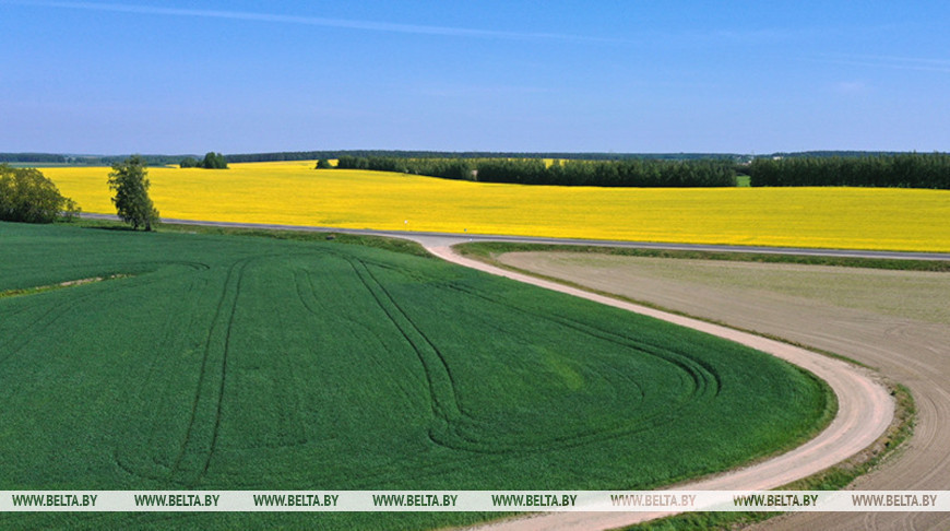 Rapeseed field in Grodno Oblast