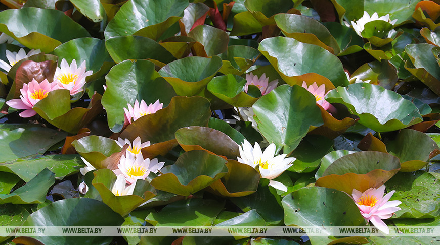 Water lilies in Nesvizh District 