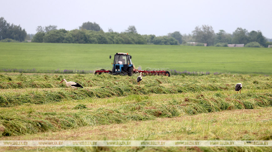 First grass cut in Gorki District 