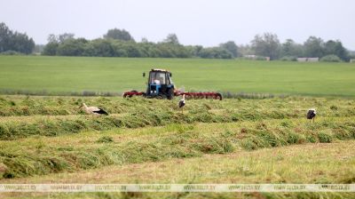 First grass cut in Gorki District 