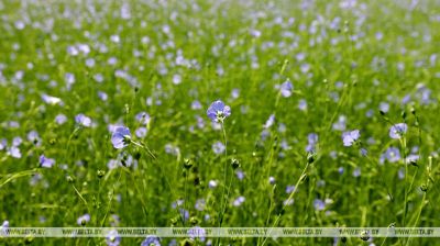 Flax fields in Belarus