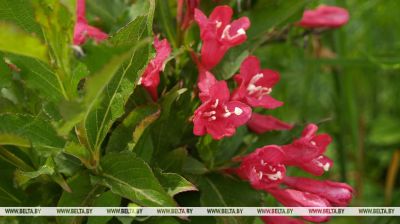 Summer flowers bloom in Minsk 