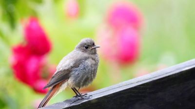 Birds of Belarus: Redstart