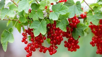 Red currants harvesting time 