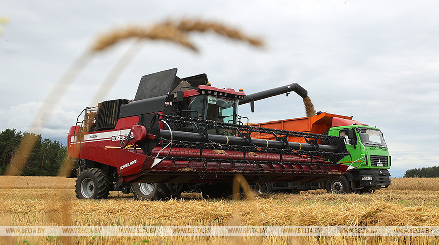 Winter barley harvest near completion in Grodno District 