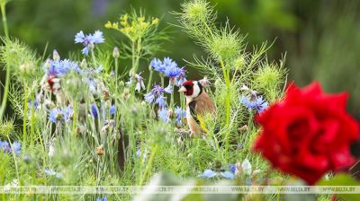 Birds of Belarus: European goldfinch