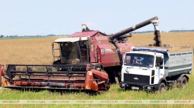 Rapeseed farming continues in Vetka District