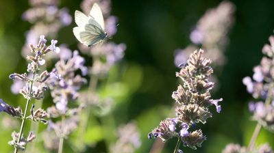 Butterfly on a summer day 