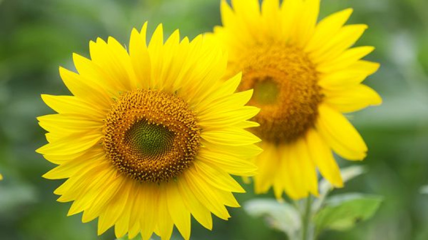 Sunflower season in Belarus 