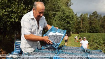 Blueberry harvesting in Grodno District