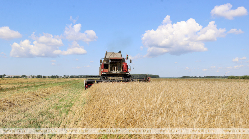 Winter rye harvest time