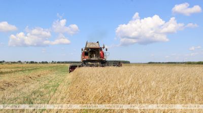 Winter rye harvest time