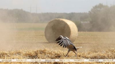  Stork in a stubble field 
   
   