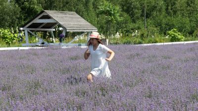 Lavender fields in Belarus