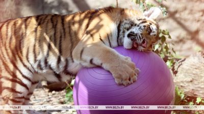 New addition in Minsk Zoo