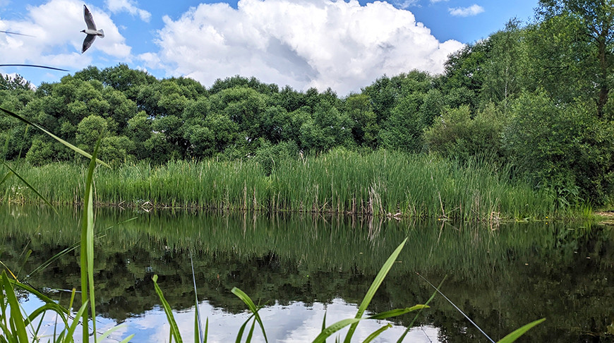 Summer landscapes in Belarus