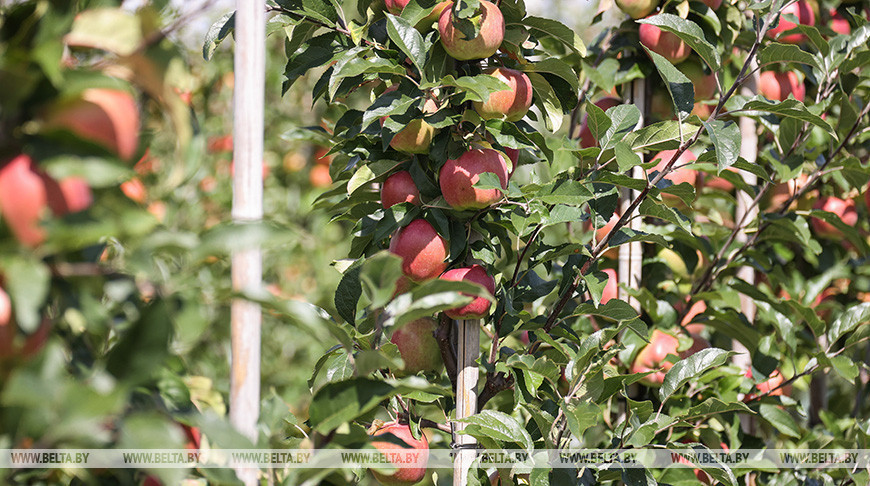 Novator Orchard in Dzerzhinsk District