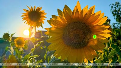  Sunflower field 