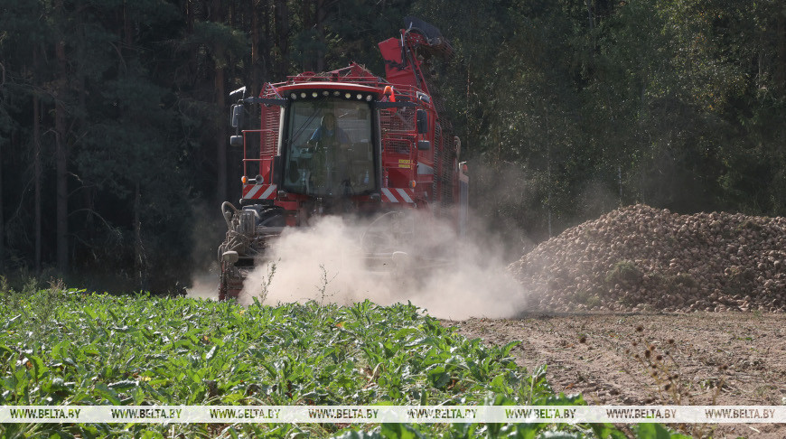 Sugar beet harvest in Belarus 