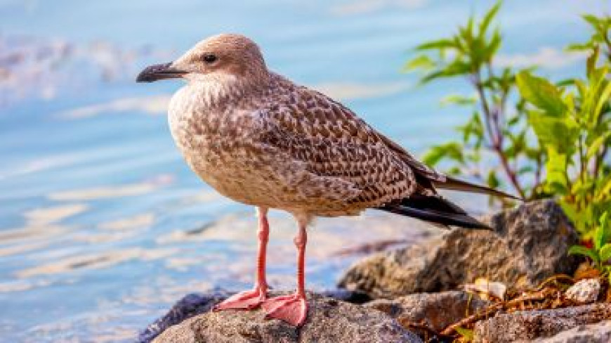 Birds of Belarus: Grey gull