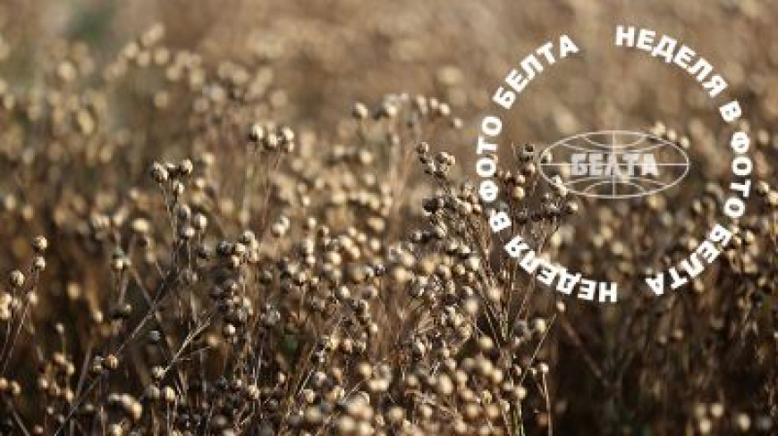 Flax field 