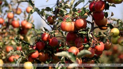 Apple harvest season is in full swing