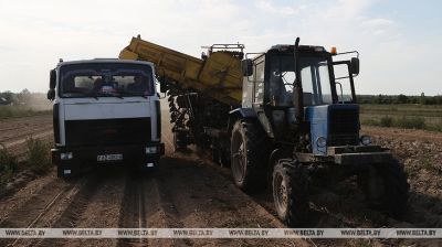 Harvesting time for potatoes